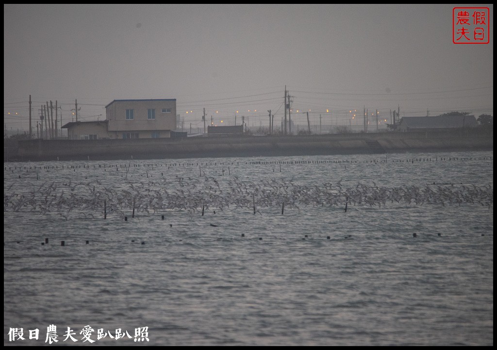 台南景點|北門井仔腳瓦盤鹽田．看夕陽賞黑腹燕鷗黃昏之舞 @假日農夫愛趴趴照