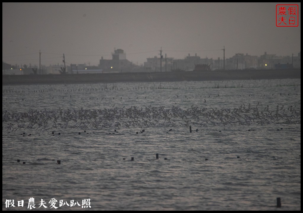 台南景點|北門井仔腳瓦盤鹽田．看夕陽賞黑腹燕鷗黃昏之舞 @假日農夫愛趴趴照