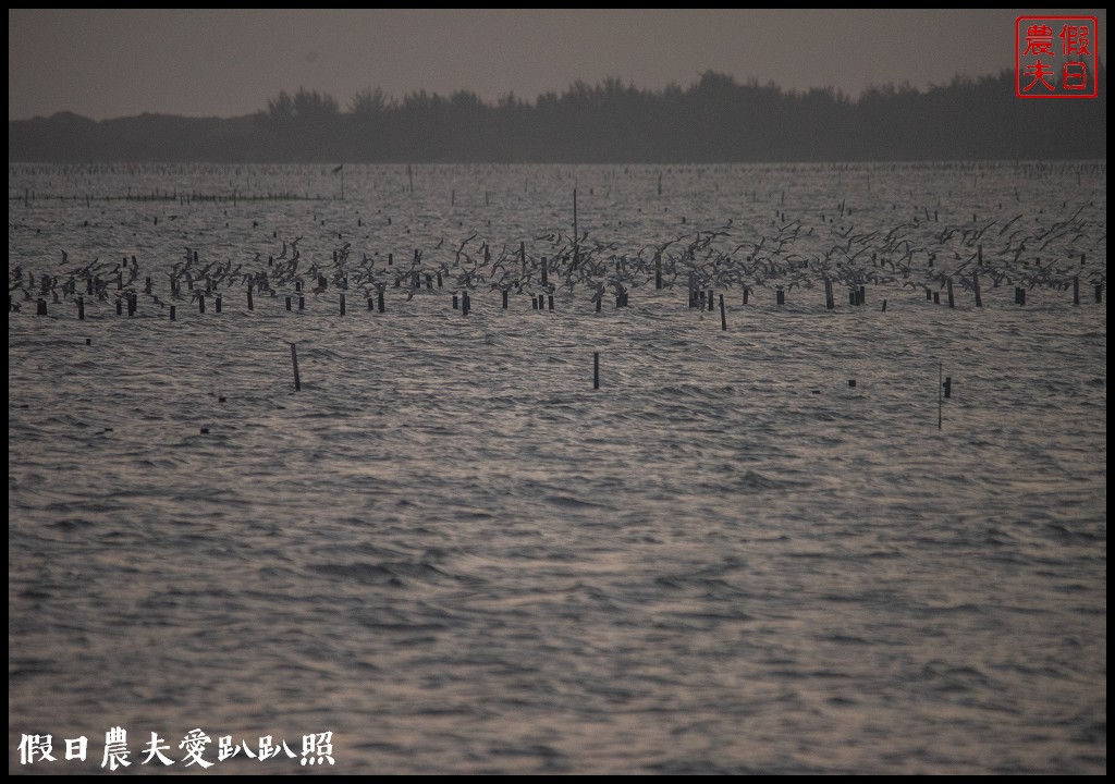 台南景點|北門井仔腳瓦盤鹽田．看夕陽賞黑腹燕鷗黃昏之舞 @假日農夫愛趴趴照