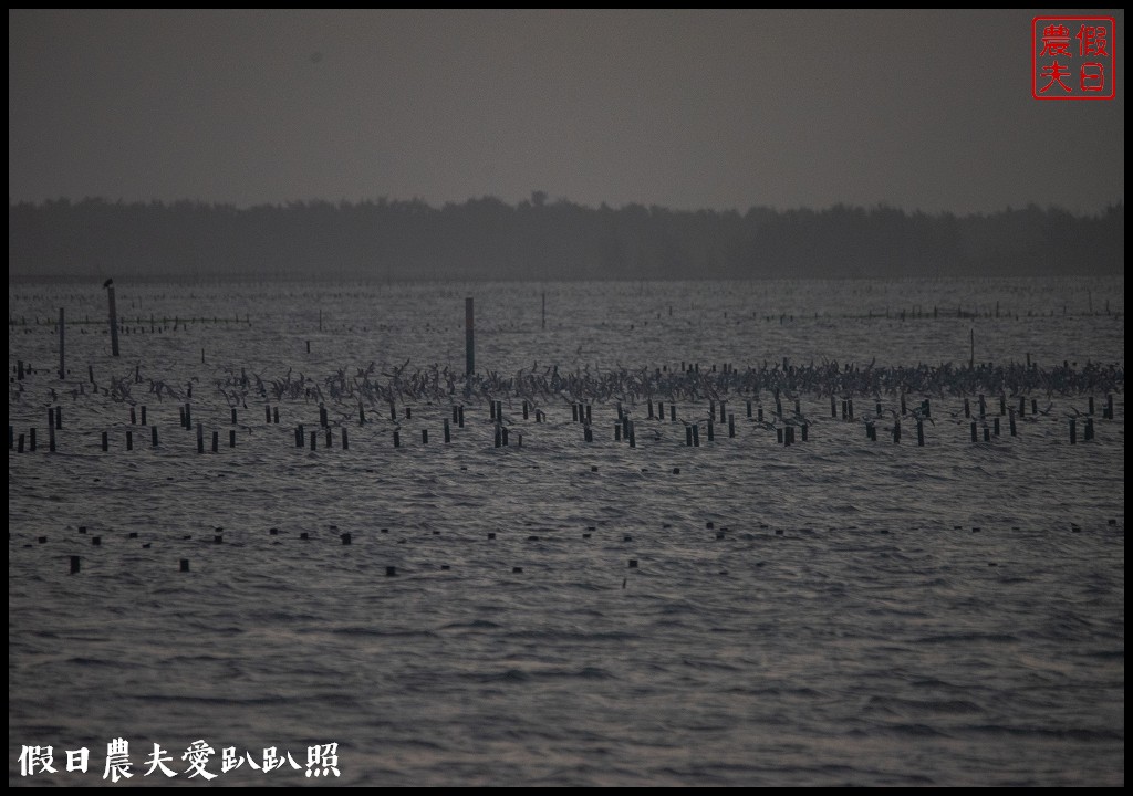 台南景點|北門井仔腳瓦盤鹽田．看夕陽賞黑腹燕鷗黃昏之舞 @假日農夫愛趴趴照