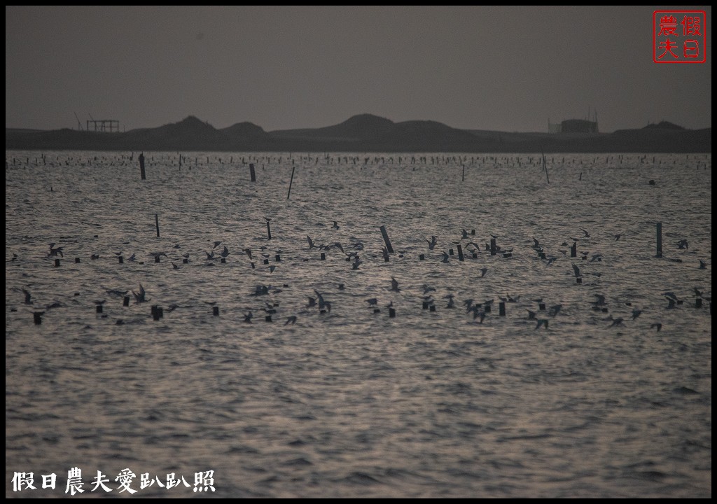 台南景點|北門井仔腳瓦盤鹽田．看夕陽賞黑腹燕鷗黃昏之舞 @假日農夫愛趴趴照