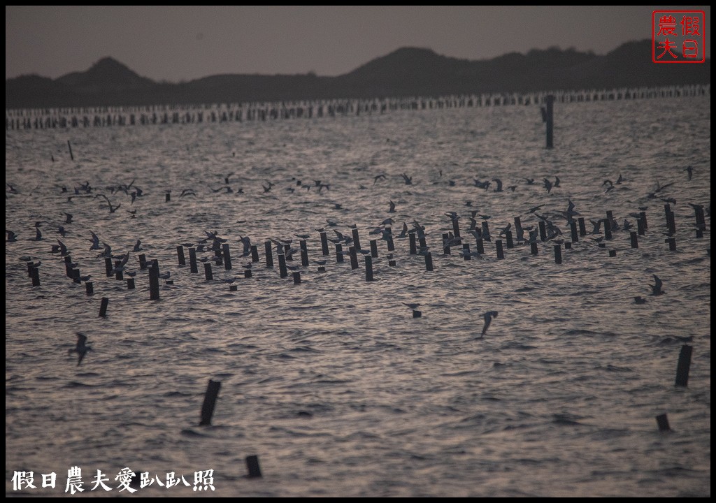 台南景點|北門井仔腳瓦盤鹽田．看夕陽賞黑腹燕鷗黃昏之舞 @假日農夫愛趴趴照