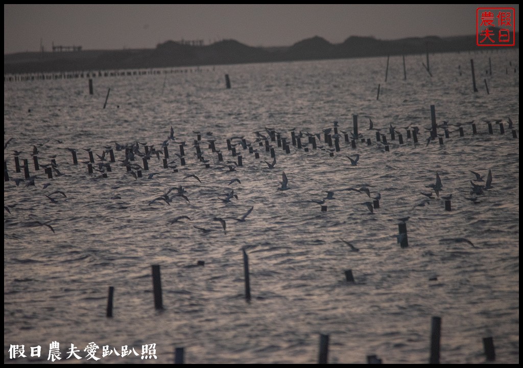 台南景點|北門井仔腳瓦盤鹽田．看夕陽賞黑腹燕鷗黃昏之舞 @假日農夫愛趴趴照