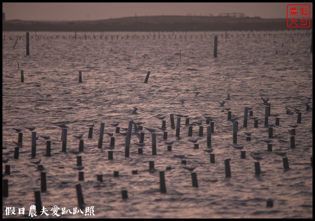 台南景點|北門井仔腳瓦盤鹽田．看夕陽賞黑腹燕鷗黃昏之舞 @假日農夫愛趴趴照