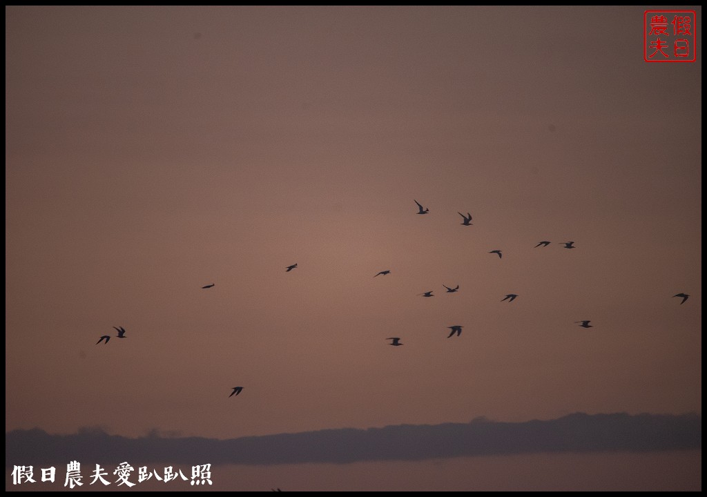 台南景點|北門井仔腳瓦盤鹽田．看夕陽賞黑腹燕鷗黃昏之舞 @假日農夫愛趴趴照