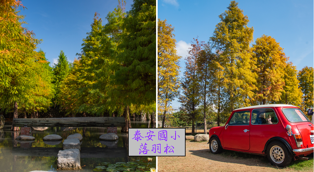 台中景點|后里羽粼落羽松．泰安國小旁好拍秘境 @假日農夫愛趴趴照