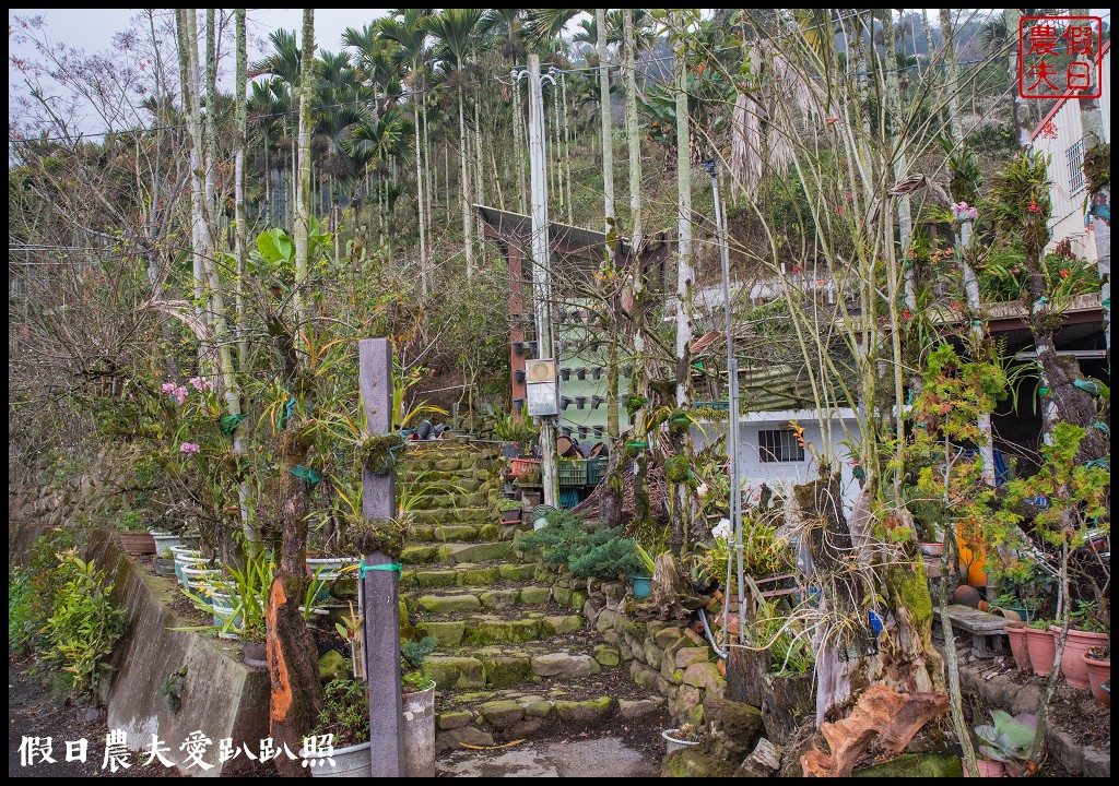 南投賞梅|頂峰梅園．信義風櫃斗最高賞梅區/梅花盛開中 @假日農夫愛趴趴照