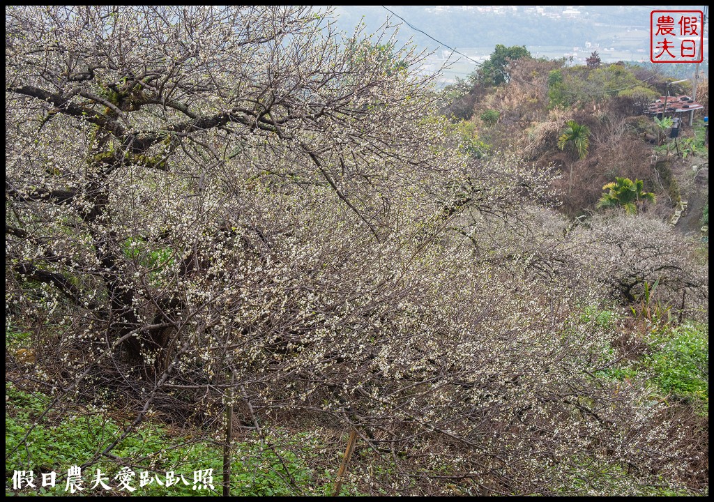 南投賞梅|頂峰梅園．信義風櫃斗最高賞梅區/梅花盛開中 @假日農夫愛趴趴照