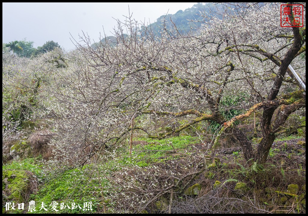 南投賞梅|頂峰梅園．信義風櫃斗最高賞梅區/梅花盛開中 @假日農夫愛趴趴照