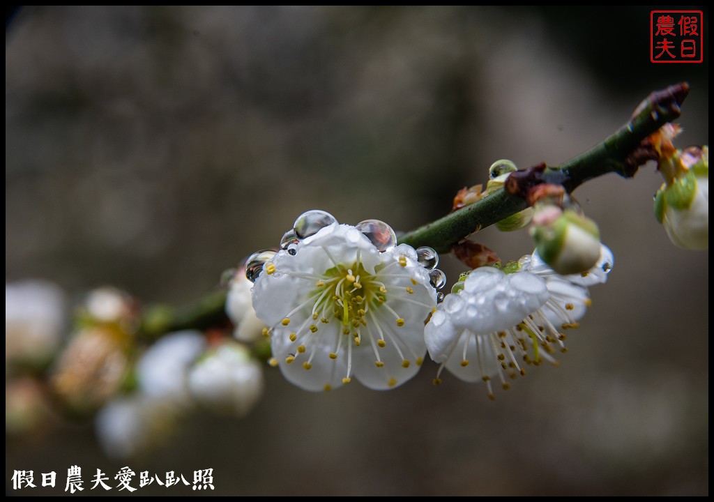 南投賞梅|頂峰梅園．信義風櫃斗最高賞梅區/梅花盛開中 @假日農夫愛趴趴照