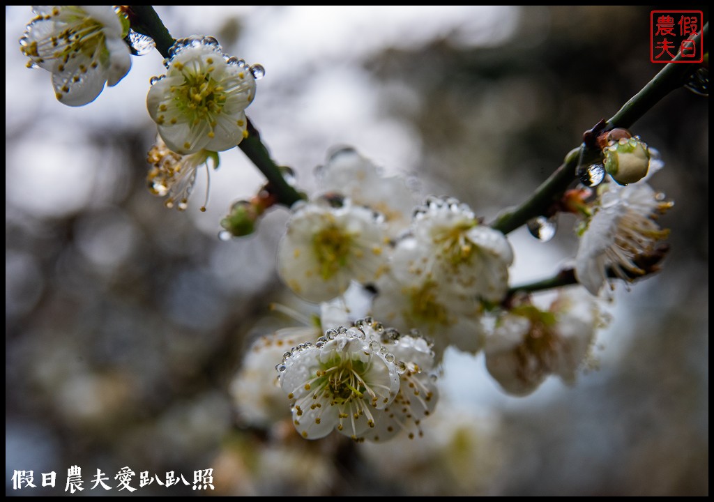 南投賞梅|頂峰梅園．信義風櫃斗最高賞梅區/梅花盛開中 @假日農夫愛趴趴照