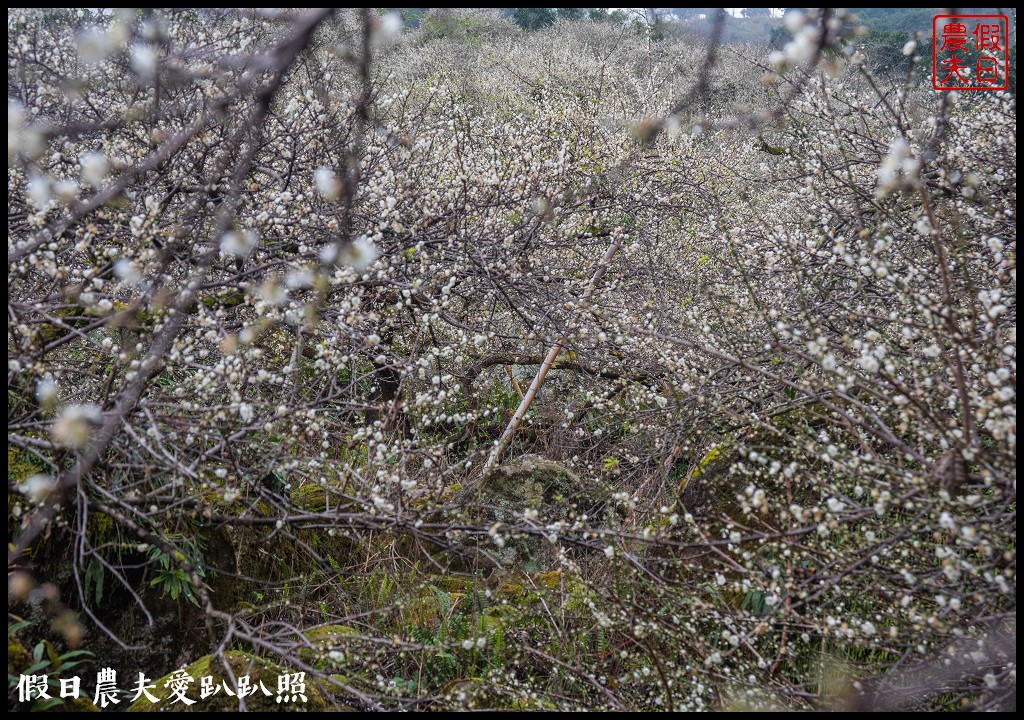 南投賞梅|頂峰梅園．信義風櫃斗最高賞梅區/梅花盛開中 @假日農夫愛趴趴照