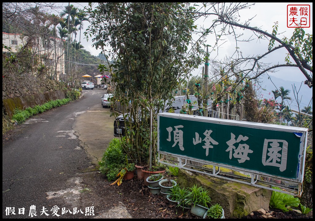 南投賞梅|頂峰梅園．信義風櫃斗最高賞梅區/梅花盛開中 @假日農夫愛趴趴照