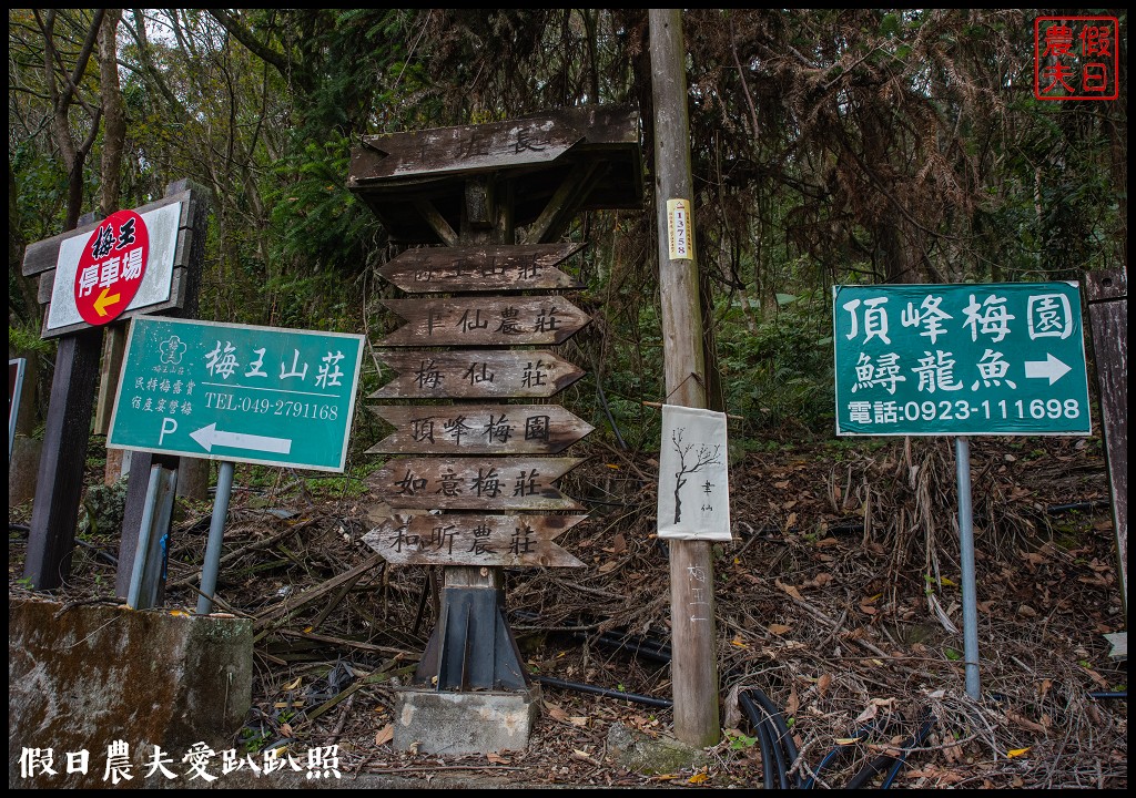 南投賞梅|頂峰梅園．信義風櫃斗最高賞梅區/梅花盛開中 @假日農夫愛趴趴照