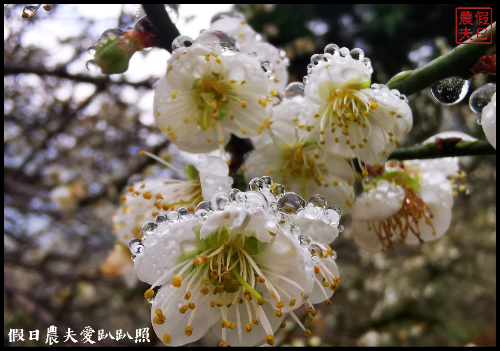 南投賞梅|頂峰梅園．信義風櫃斗最高賞梅區/梅花盛開中 @假日農夫愛趴趴照