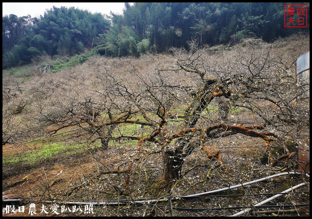 南投賞梅|頂峰梅園．信義風櫃斗最高賞梅區/梅花盛開中 @假日農夫愛趴趴照