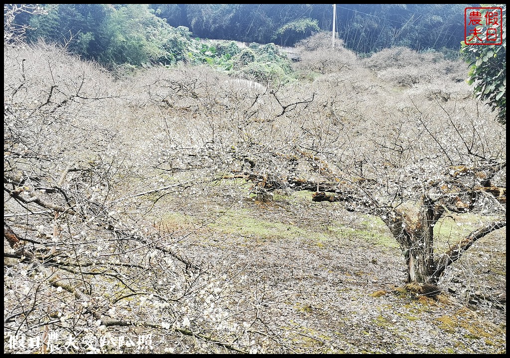 南投賞梅|頂峰梅園．信義風櫃斗最高賞梅區/梅花盛開中 @假日農夫愛趴趴照