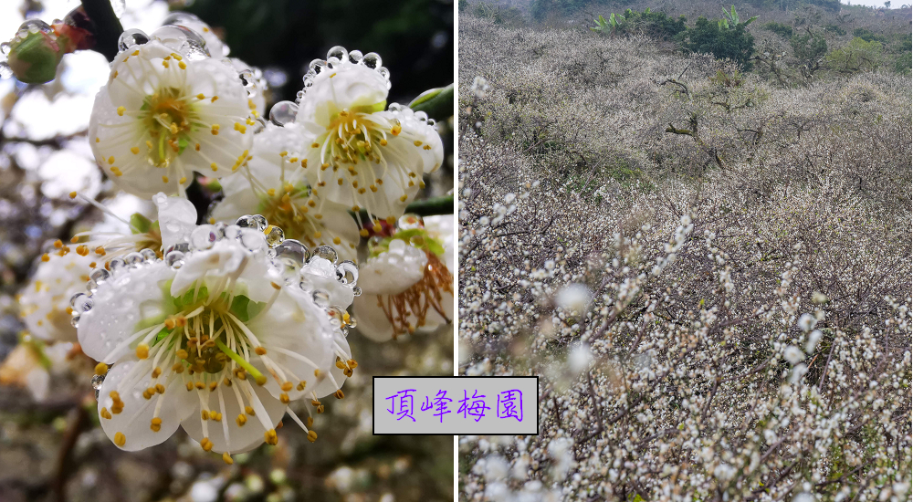 南投賞梅|頂峰梅園．信義風櫃斗最高賞梅區/梅花盛開中 @假日農夫愛趴趴照