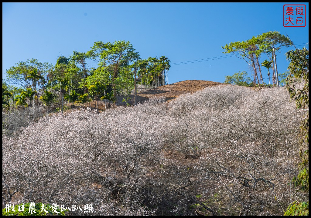 九份二山九尖茶園七號梅莊梅花盛開|還可以去吃客家湯圓和米苔目 @假日農夫愛趴趴照