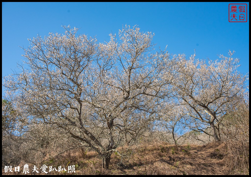 九份二山九尖茶園七號梅莊梅花盛開|還可以去吃客家湯圓和米苔目 @假日農夫愛趴趴照