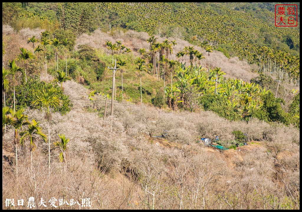 九份二山九尖茶園七號梅莊梅花盛開|還可以去吃客家湯圓和米苔目 @假日農夫愛趴趴照