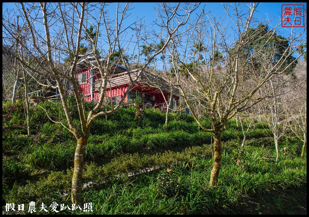 九份二山九尖茶園七號梅莊梅花盛開|還可以去吃客家湯圓和米苔目 @假日農夫愛趴趴照