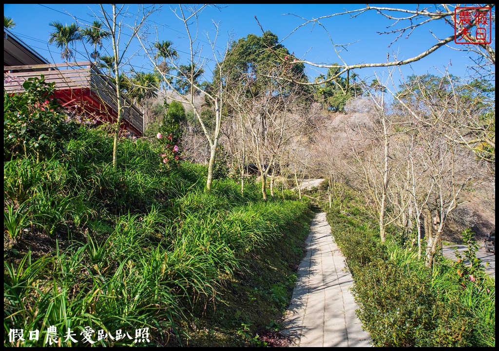 九份二山九尖茶園七號梅莊梅花盛開|還可以去吃客家湯圓和米苔目 @假日農夫愛趴趴照