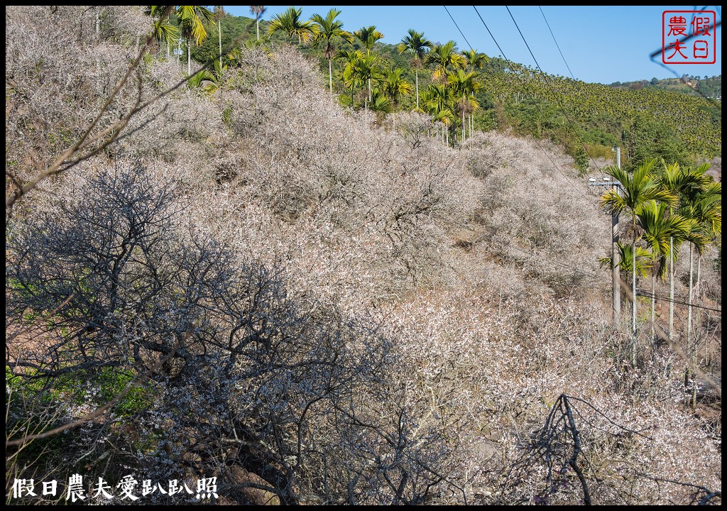 九份二山九尖茶園七號梅莊梅花盛開|還可以去吃客家湯圓和米苔目 @假日農夫愛趴趴照