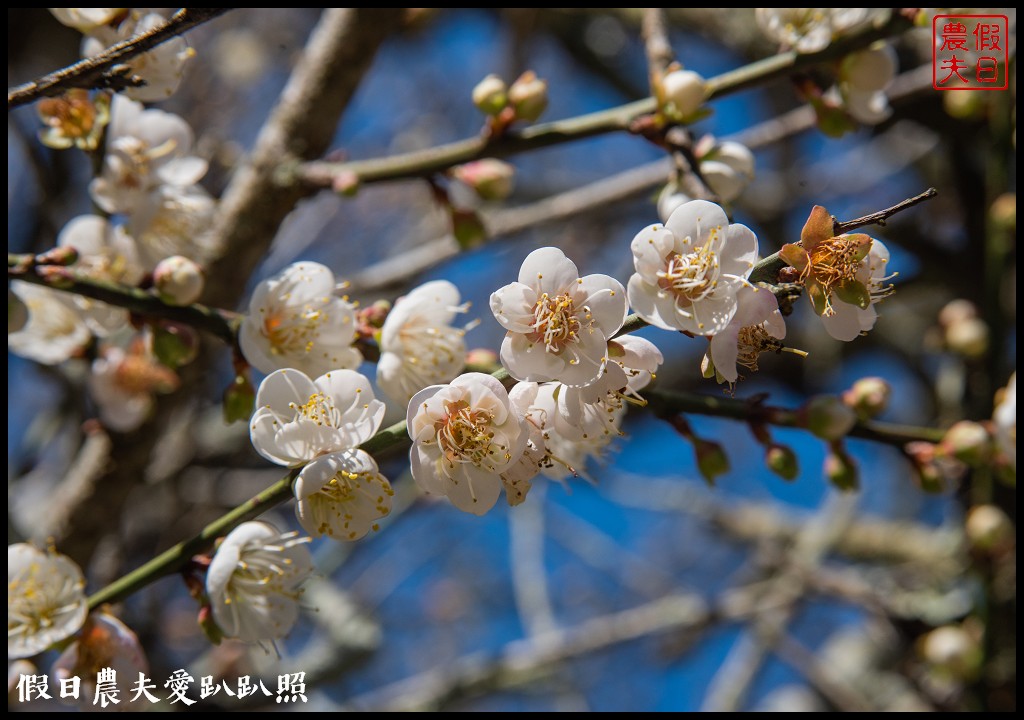 九份二山九尖茶園七號梅莊梅花盛開|還可以去吃客家湯圓和米苔目 @假日農夫愛趴趴照