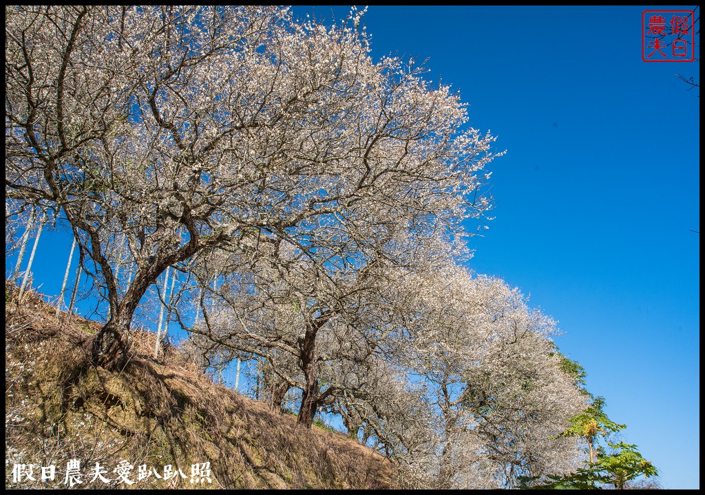 九份二山九尖茶園七號梅莊梅花盛開|還可以去吃客家湯圓和米苔目 @假日農夫愛趴趴照