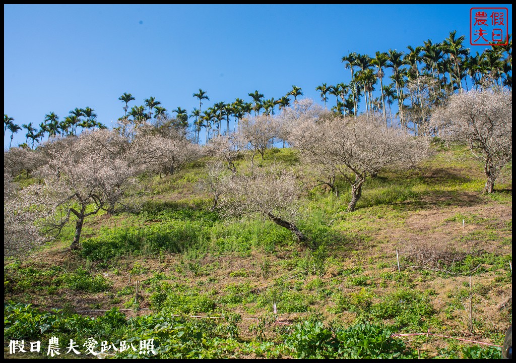 九份二山九尖茶園七號梅莊梅花盛開|還可以去吃客家湯圓和米苔目 @假日農夫愛趴趴照