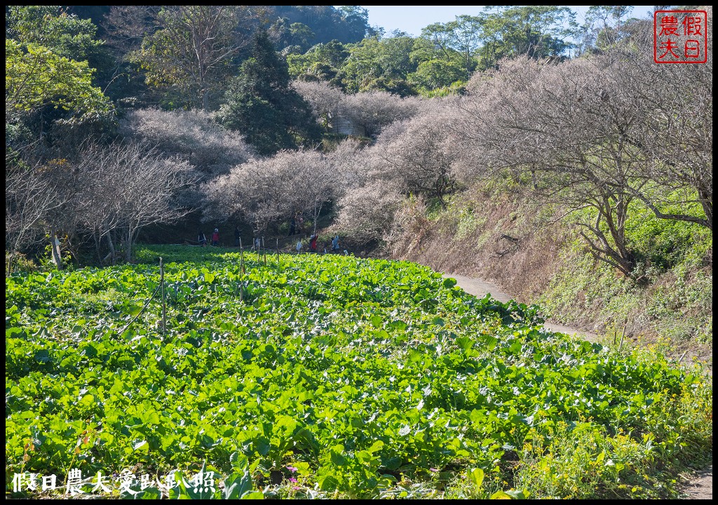 九份二山九尖茶園七號梅莊梅花盛開|還可以去吃客家湯圓和米苔目 @假日農夫愛趴趴照