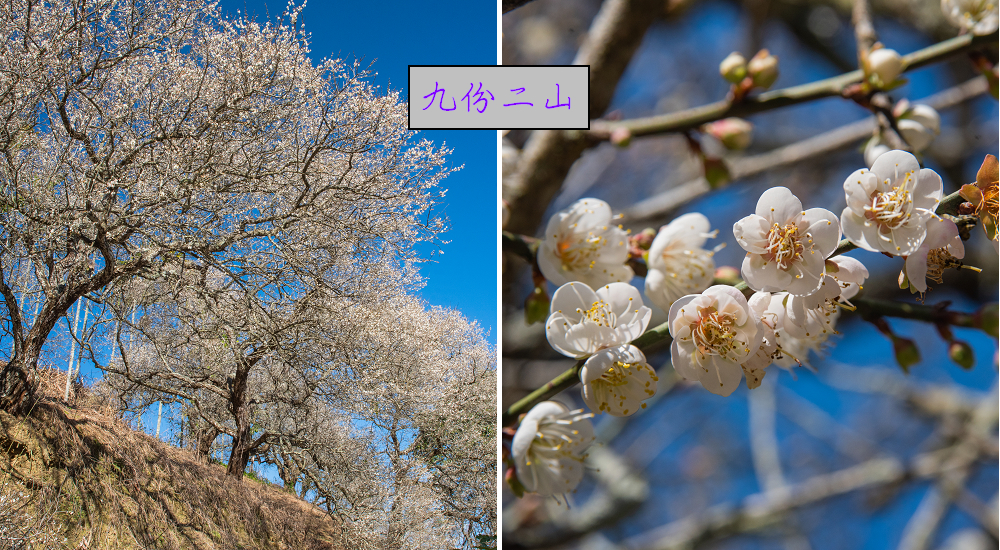 九份二山九尖茶園七號梅莊梅花盛開|還可以去吃客家湯圓和米苔目 @假日農夫愛趴趴照