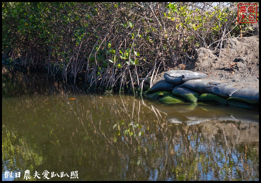 超美的‼四草綠色隧道．戴斗笠搭竹筏尋找絕美的天使之吻 @假日農夫愛趴趴照