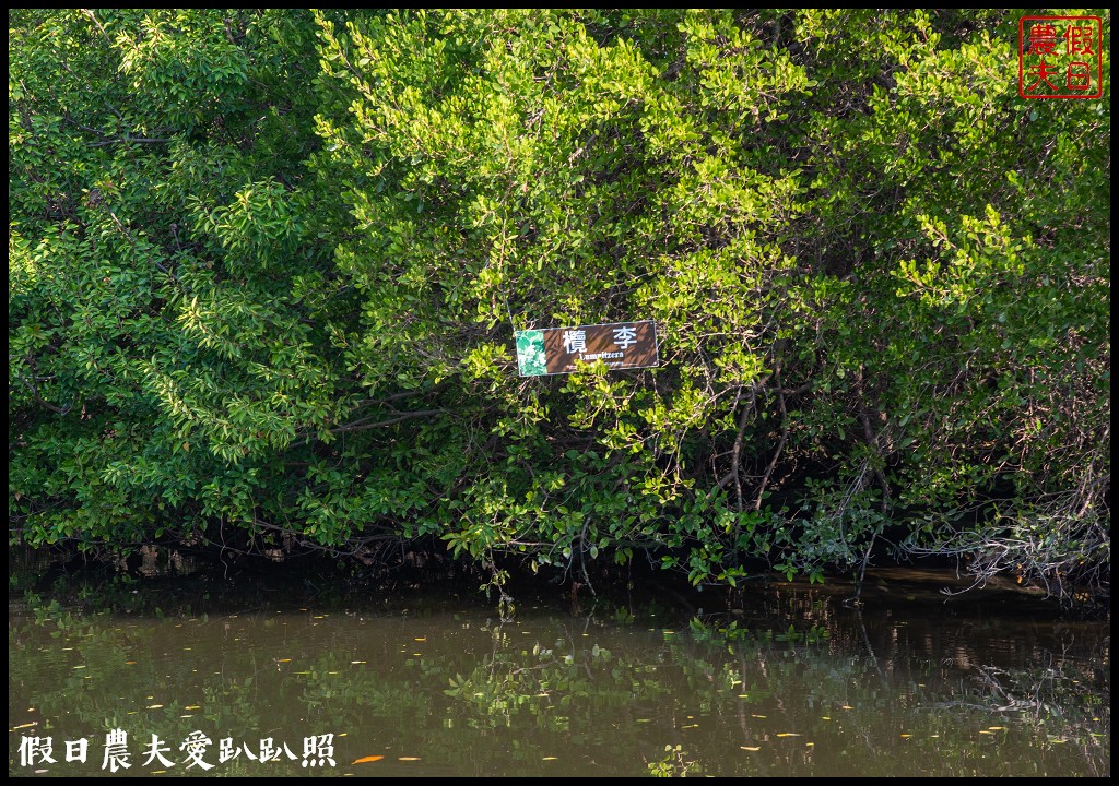 超美的‼四草綠色隧道．戴斗笠搭竹筏尋找絕美的天使之吻 @假日農夫愛趴趴照