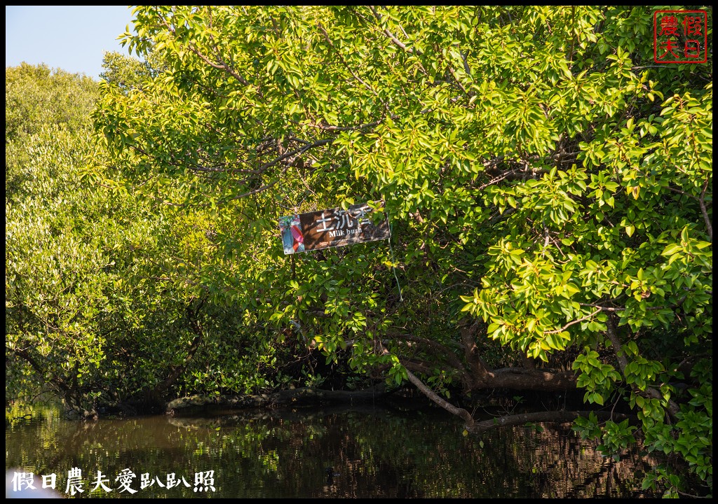 超美的‼四草綠色隧道．戴斗笠搭竹筏尋找絕美的天使之吻 @假日農夫愛趴趴照