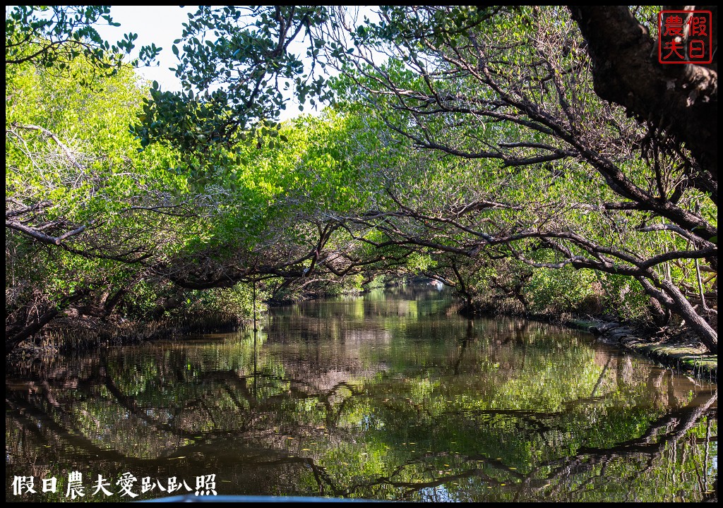 超美的‼四草綠色隧道．戴斗笠搭竹筏尋找絕美的天使之吻 @假日農夫愛趴趴照