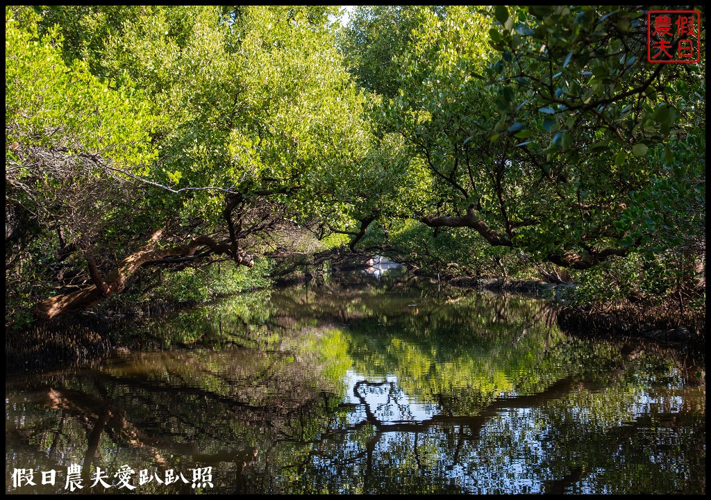 超美的‼四草綠色隧道．戴斗笠搭竹筏尋找絕美的天使之吻 @假日農夫愛趴趴照