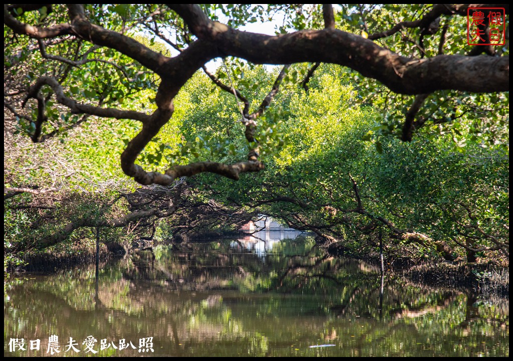 超美的‼四草綠色隧道．戴斗笠搭竹筏尋找絕美的天使之吻 @假日農夫愛趴趴照