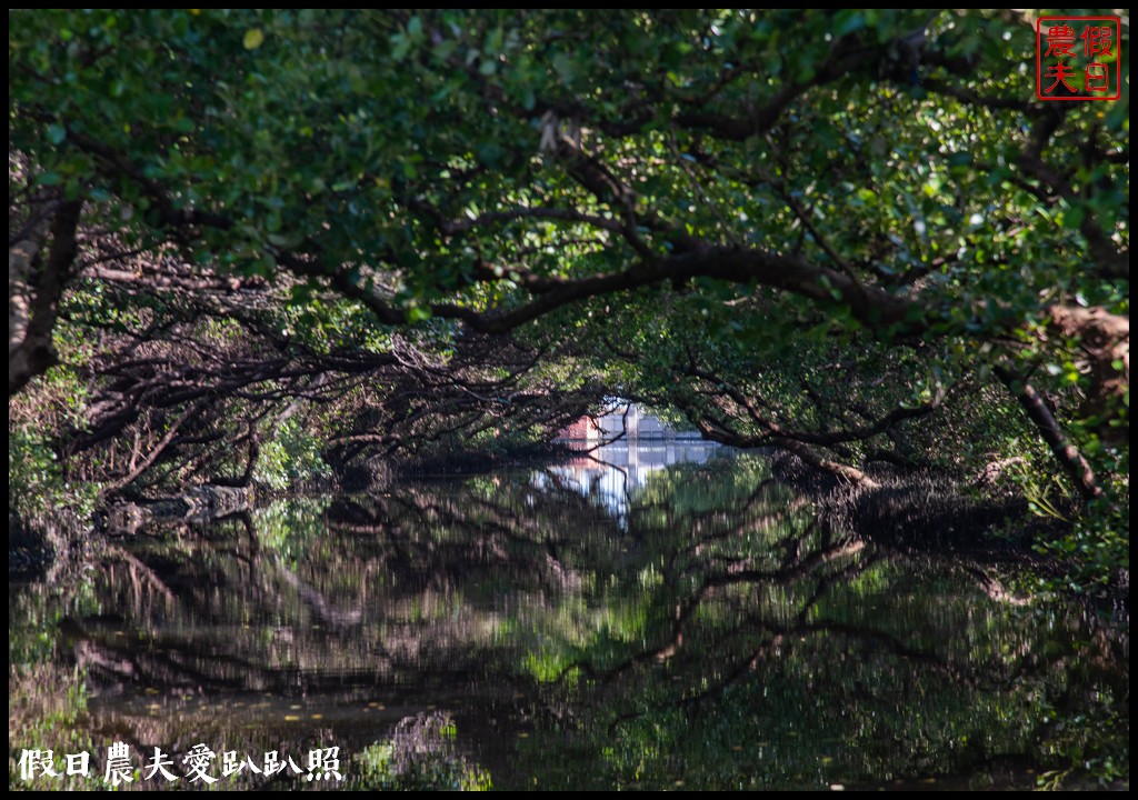 超美的‼四草綠色隧道．戴斗笠搭竹筏尋找絕美的天使之吻 @假日農夫愛趴趴照