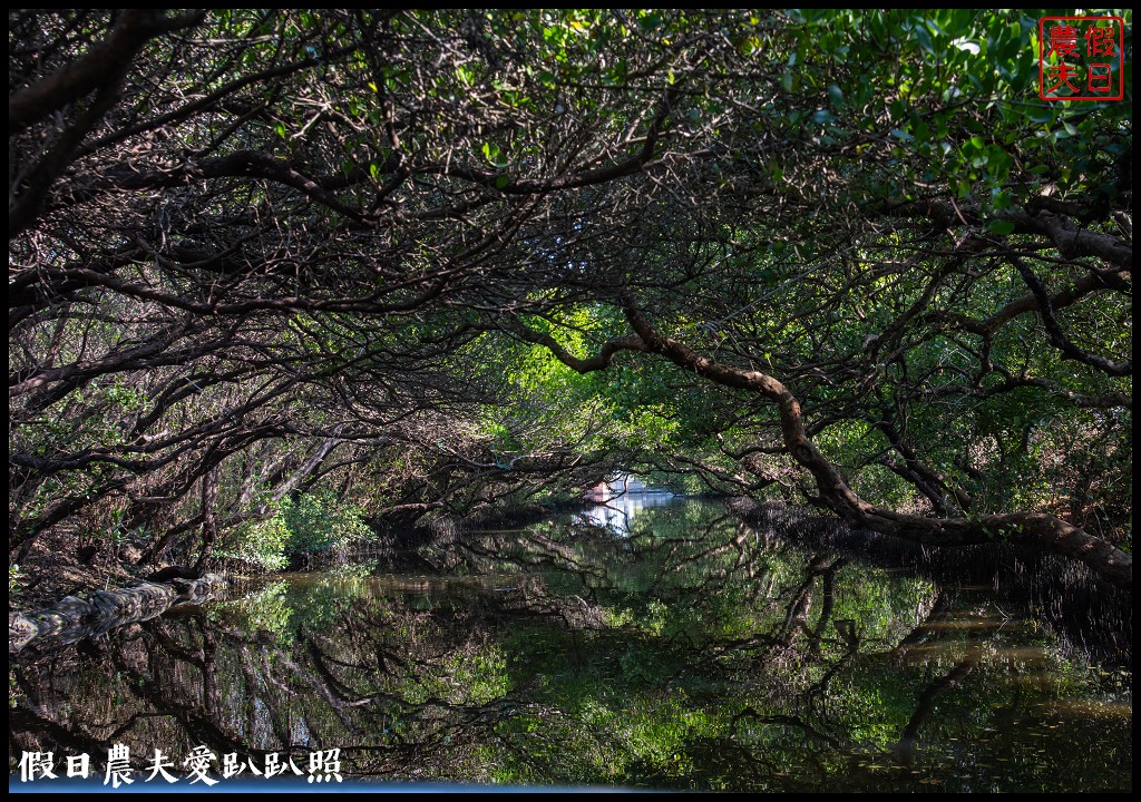 超美的‼四草綠色隧道．戴斗笠搭竹筏尋找絕美的天使之吻 @假日農夫愛趴趴照