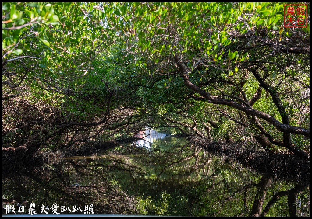 超美的‼四草綠色隧道．戴斗笠搭竹筏尋找絕美的天使之吻 @假日農夫愛趴趴照