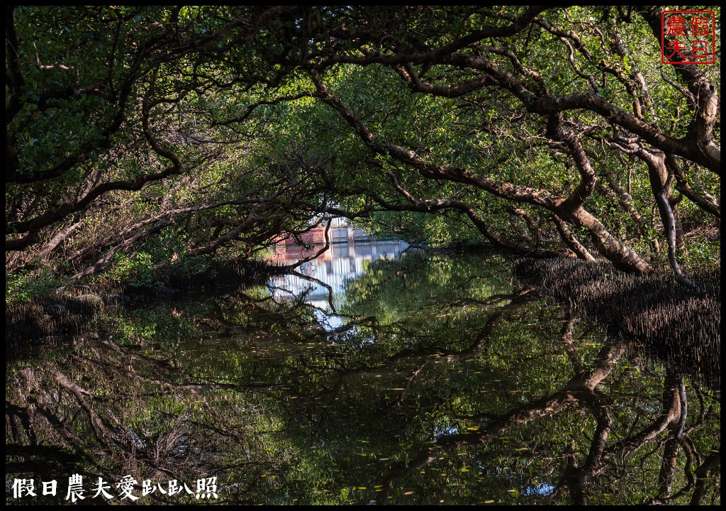 超美的‼四草綠色隧道．戴斗笠搭竹筏尋找絕美的天使之吻 @假日農夫愛趴趴照