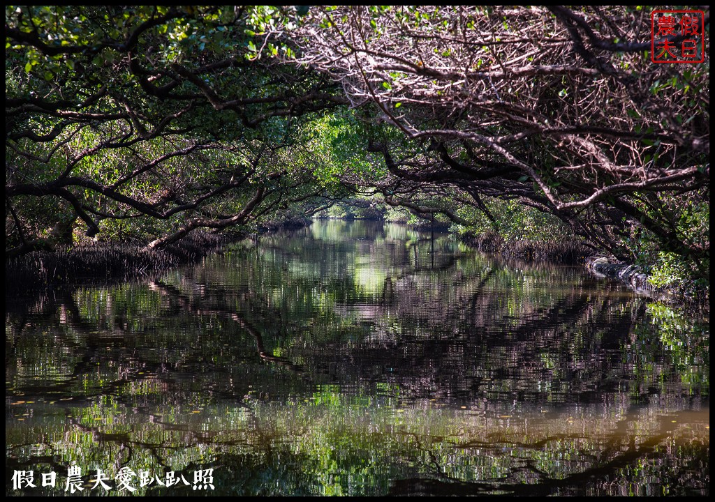 超美的‼四草綠色隧道．戴斗笠搭竹筏尋找絕美的天使之吻 @假日農夫愛趴趴照