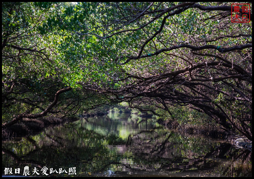 超美的‼四草綠色隧道．戴斗笠搭竹筏尋找絕美的天使之吻 @假日農夫愛趴趴照