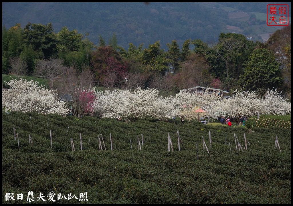 草坪頭櫻花季|櫻花桃花李花爭豔/交通管制/停車/最新花況 @假日農夫愛趴趴照