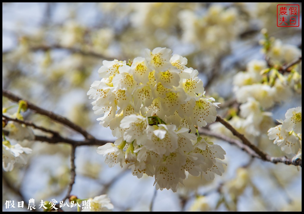 草坪頭櫻花季|櫻花桃花李花爭豔/交通管制/停車/最新花況 @假日農夫愛趴趴照