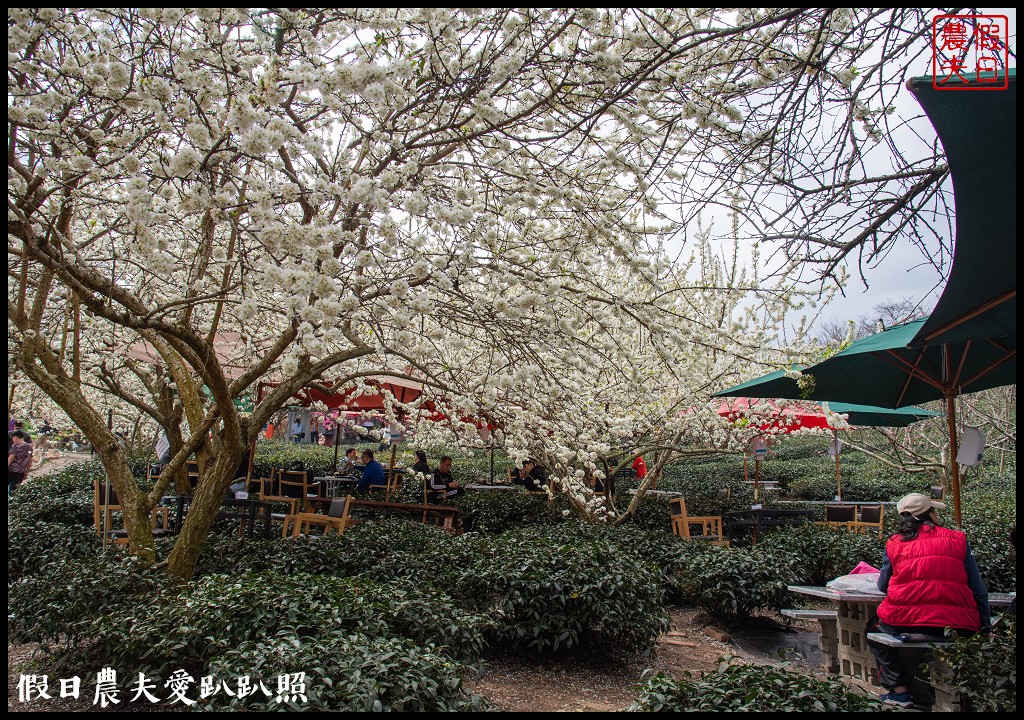 草坪頭櫻花季|櫻花桃花李花爭豔/交通管制/停車/最新花況 @假日農夫愛趴趴照