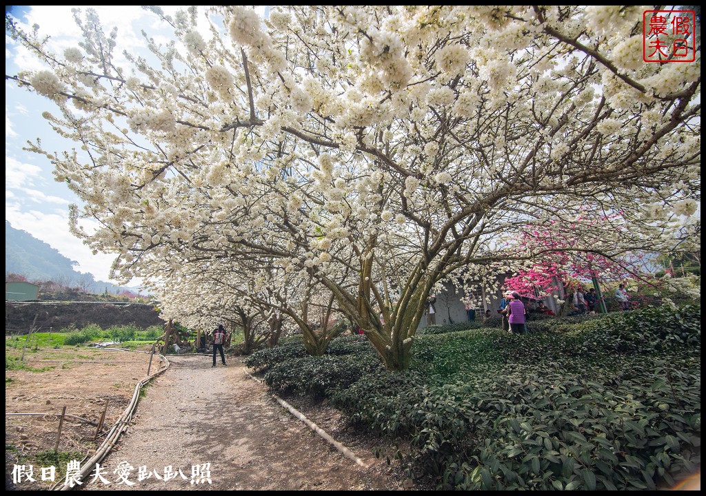 草坪頭櫻花季|櫻花桃花李花爭豔/交通管制/停車/最新花況 @假日農夫愛趴趴照