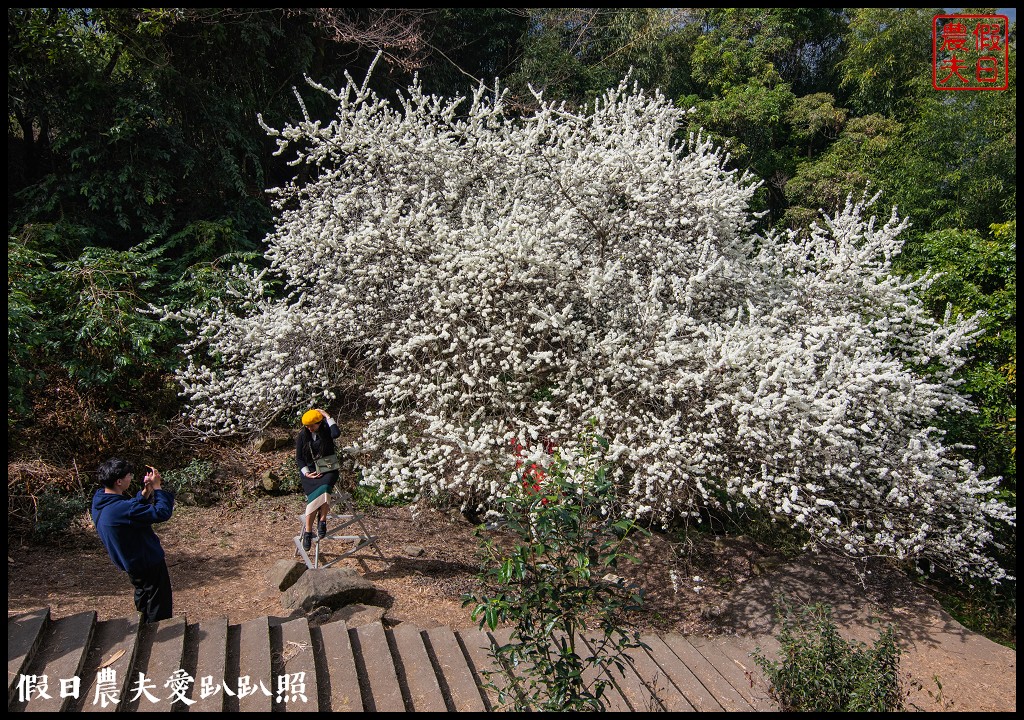 草坪頭櫻花季|櫻花桃花李花爭豔/交通管制/停車/最新花況 @假日農夫愛趴趴照